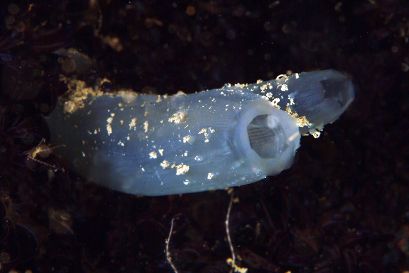 Ciona intestinalis